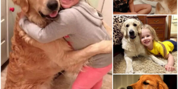 The Heartwarming Reunion Between a Dog and His Family Reached an Emotional Climax as He Tightly Embraced His Young Owner. This Touching Moment, Following 325 Days of Separation, Resonated with Millions Across the Globe.