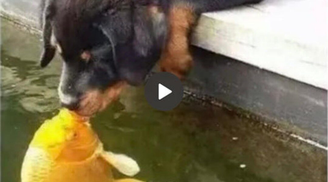 A Magical Story Unfolds: A Puppy Tenderly Kisses a Golden Koi Fish, Marking the Beginning of a Heartwarming Journey Filled with Love and Harmony