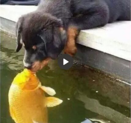 A Magical Story Unfolds: A Puppy Tenderly Kisses a Golden Koi Fish, Marking the Beginning of a Heartwarming Journey Filled with Love and Harmony
