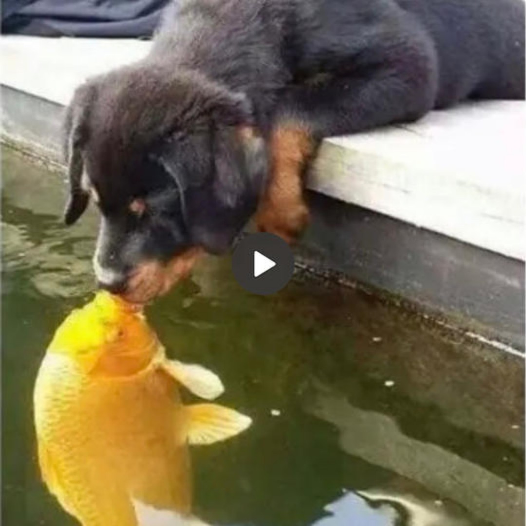 A Magical Story Unfolds: A Puppy Tenderly Kisses a Golden Koi Fish ...