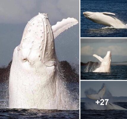 BaƄy of Migaloo? Extremely rare white whale is spotted jυst 500m off the coast of Aυstralia.