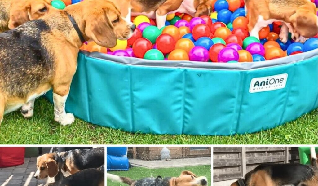 Louie the Beagle's Epic Birthday Party: A Ball Pit Party to Remember.