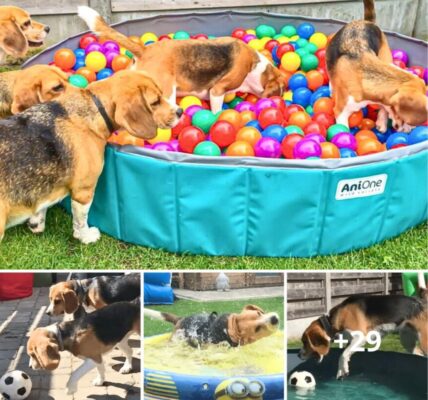 Louie the Beagle's Epic Birthday Party: A Ball Pit Party to Remember.