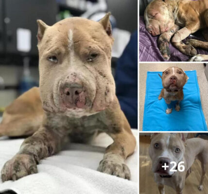 Rescued Dog With Swollen Face: His Amazing Transformation After Days of Suffering.