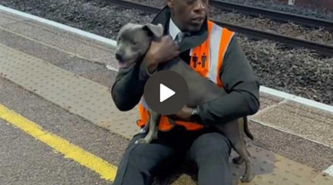 The Extraordinary Heroism of a 45-Year-Old Railway Worker: Risking His Own Life to Save a Helpless Puppy from an Oncoming Train, Leaving Witnesses Astonished and Social Media Users Deeply Touched Across the Globe