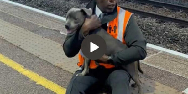 The Extraordinary Heroism of a 45-Year-Old Railway Worker: Risking His Own Life to Save a Helpless Puppy from an Oncoming Train, Leaving Witnesses Astonished and Social Media Users Deeply Touched Across the Globe