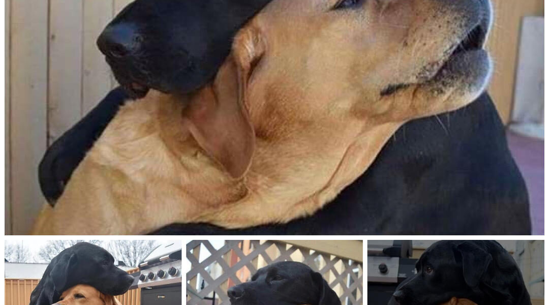 Emotional Reunion: Two Dogs Embrace After an Unimaginable 8-Month Separation, Leaving Witnesses Moved-