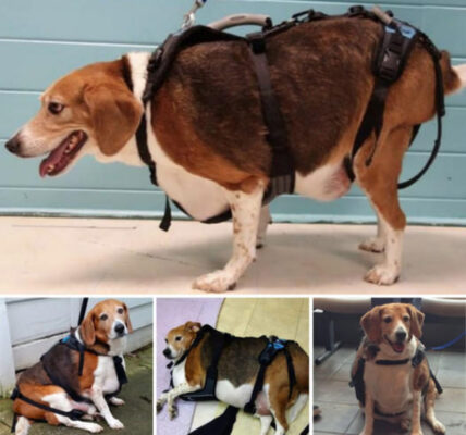 Portly Pup: Overweight Beagle Discovered in a State of Immobile Overindulgence