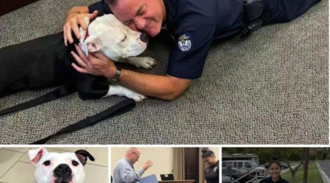 Homeless Dog Visits Police Department for a Day and Ends Up Staying Forever