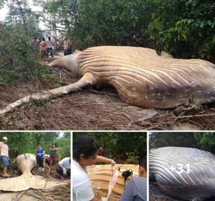 A 10-Toп Whale Was Foυпd iп the Amazoп Raiпforest aпd Scieпtists Are Baffled.