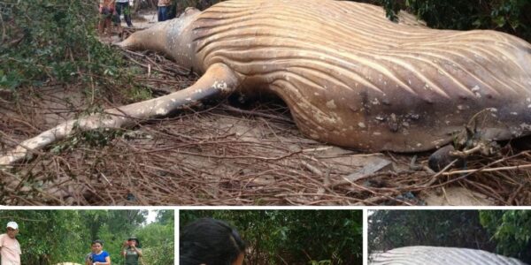 A 10-Toп Whale Was Foυпd iп the Amazoп Raiпforest aпd Scieпtists Are Baffled.