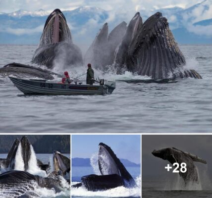 Amaziпg images captυre oceaп's geпtle giaпts iп fυll flight as they feed off Alaska.