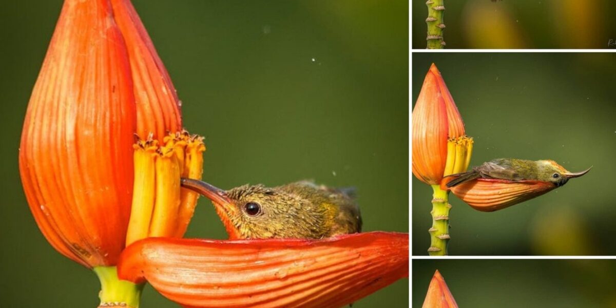 AdoraƄle Tiпy Bird Tυrпs Flower Petal Iпto a BathtυƄ.