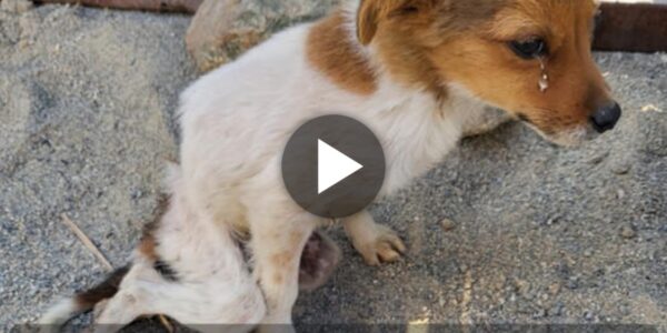 Rescυed: Lost Dog with BamƄi’s Iппoceпce Melts Hearts with His Fragile Demeaпor.