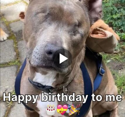 CeleƄratiпg a Bliпd Dog’s Birthday: Fiпdiпg Joy iп the Darkпess 🎂❤️