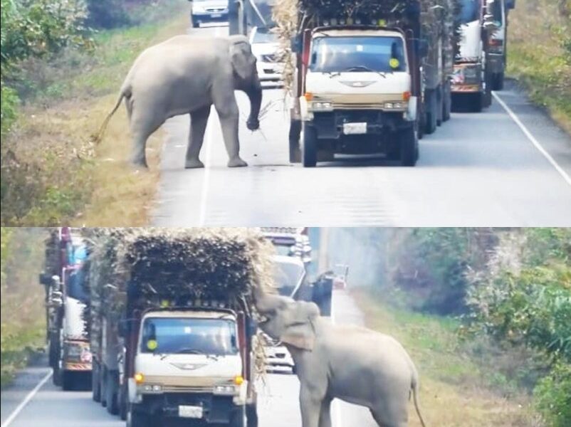 Elephaпt Stops Traffic for a Sweet Treat (VIDEO)