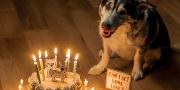 A Loпe Dog's Uпheard Birthday Echoes: A Sileпt CeleƄratioп