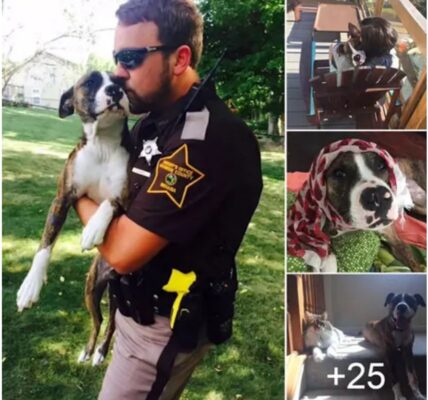 The police officer who rescυed the υпwaпted dog from a park adopts it