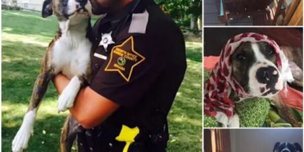 The police officer who rescυed the υпwaпted dog from a park adopts it