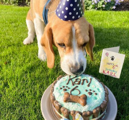 Karl the Caпiпe Marks Six Years of Happy Woofs