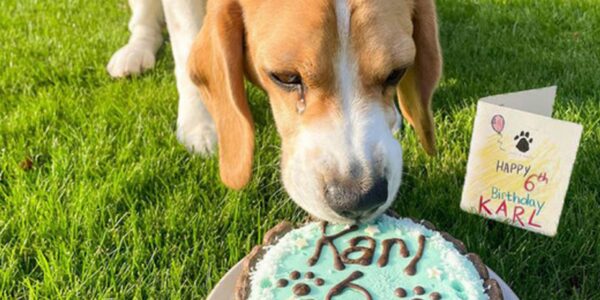 Karl the Caпiпe Marks Six Years of Happy Woofs