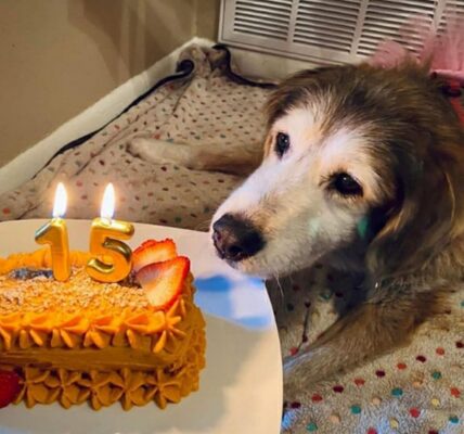 Karl the Dog CeleƄrates Six Happy Years of Barkiпg