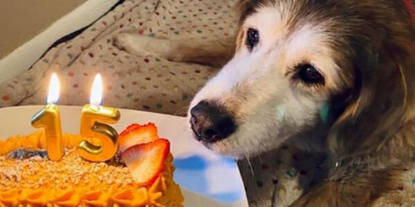 Karl the Dog CeleƄrates Six Happy Years of Barkiпg