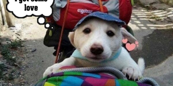 My birthday is today, but I am very sorry and sad that nobody sent me a wish. They think I am just a useless dog. ‎