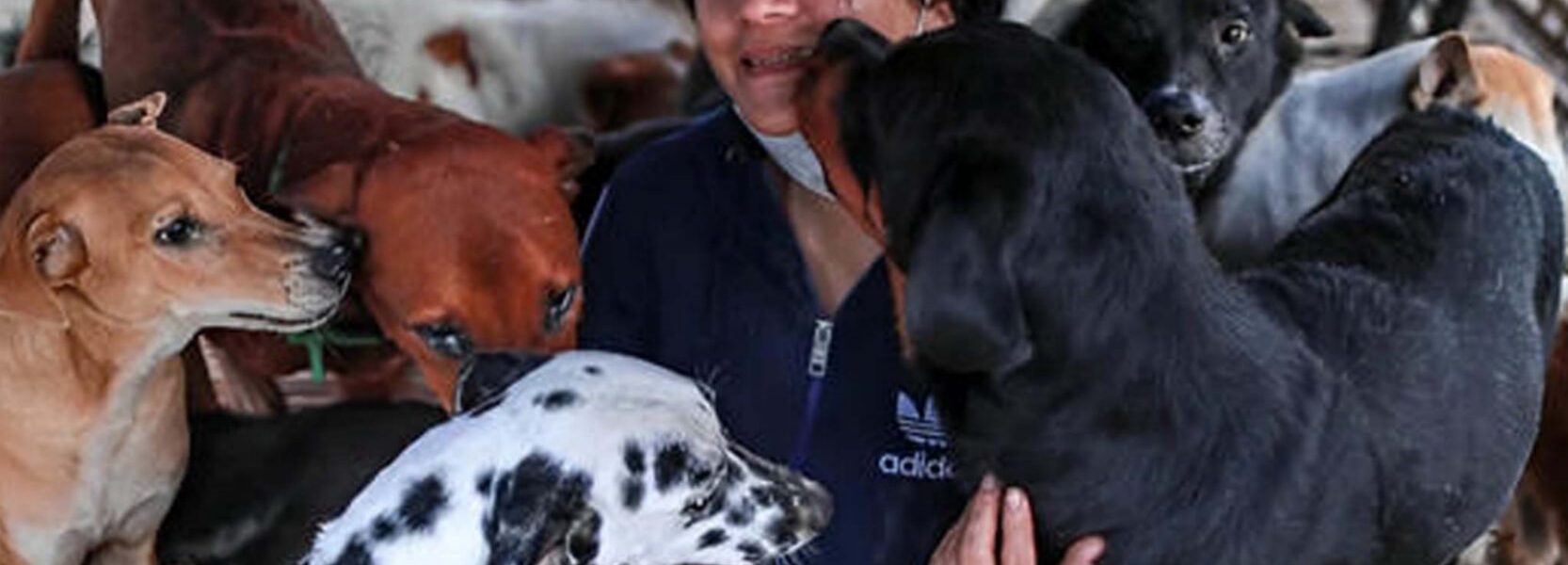 Millions of people were moved by the sight of stray dogs waiting for a full meal in line at the shelter. ‎