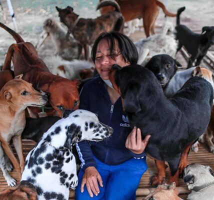 Millions of people were moved by the sight of stray dogs waiting for a full meal in line at the shelter. ‎