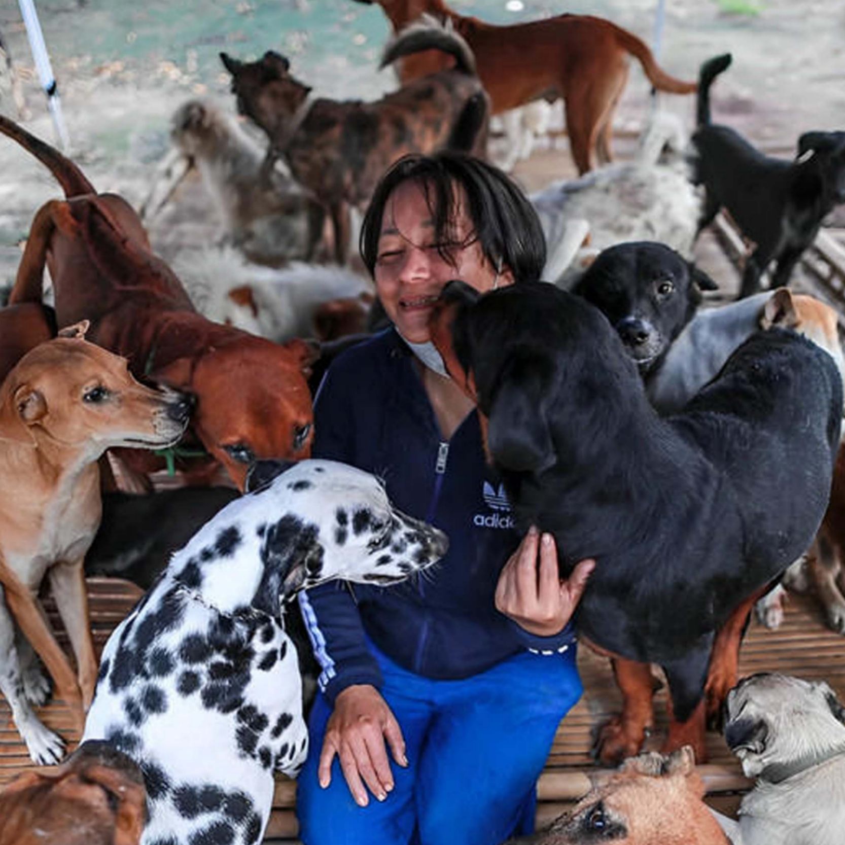 Millions of people were moved by the sight of stray dogs waiting for a full meal in line at the shelter. ‎